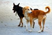 Divagation des animaux sur la Commune