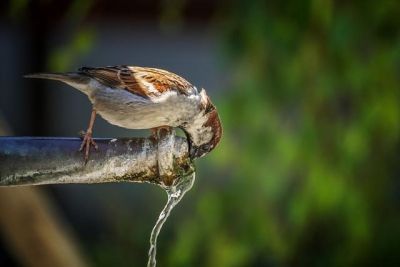oiseau-eau